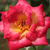 Żółto - czerwony  - Róże rabatowe grandiflora - floribunda - Dick Clark